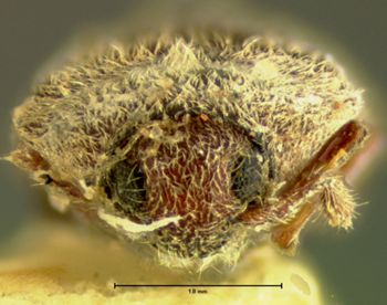 Media type: image;   Entomology 2639 Aspect: head frontal view